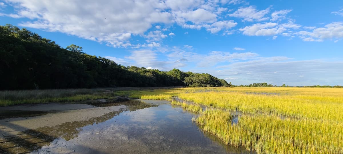 Golden spartina marsh at Fish Haul Creek, Hilton Head Island